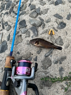 エゾメバルの釣果