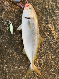 ツバスの釣果