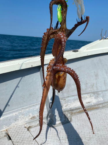 タコの釣果