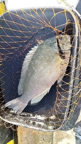 メジナの釣果