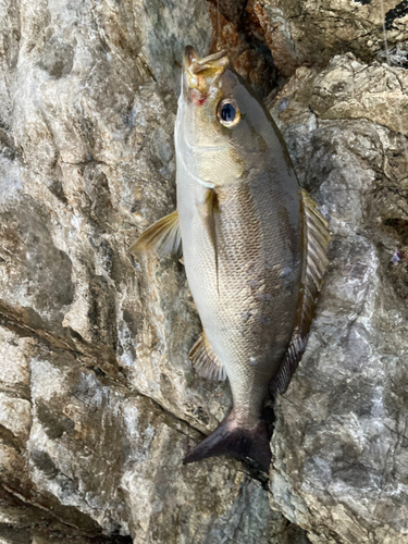 イサキの釣果