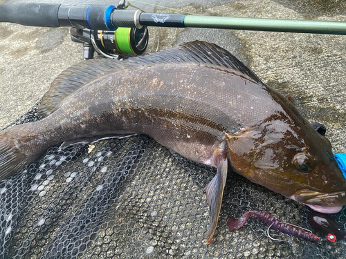 アイナメの釣果