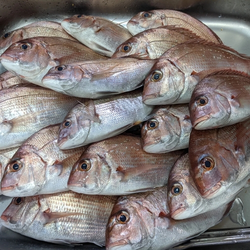 マダイの釣果