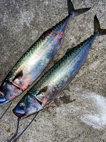 サバの釣果