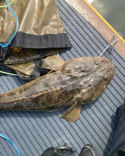 マゴチの釣果