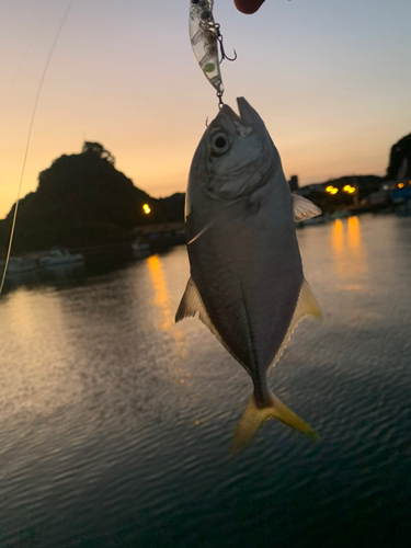 メッキの釣果