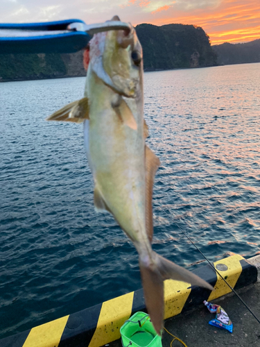 カンパチの釣果