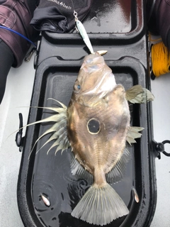 マトウダイの釣果