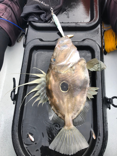 マトウダイの釣果