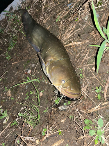 マナマズの釣果