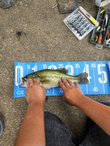 ラージマウスバスの釣果