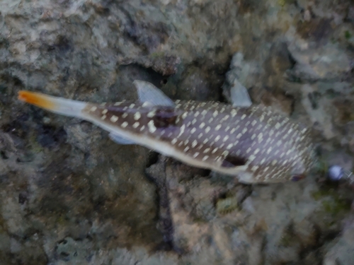 オキナワフグの釣果