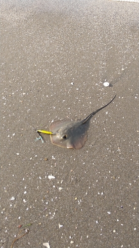 アカエイの釣果