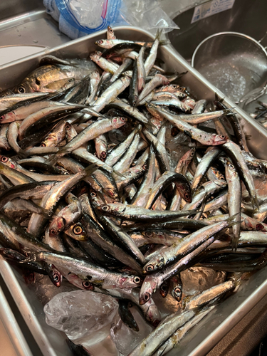 カタクチイワシの釣果