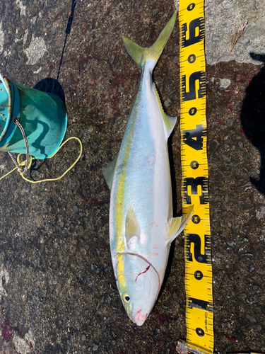 メジロの釣果