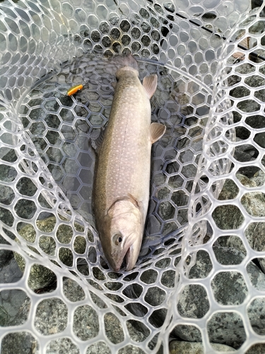 イワナの釣果