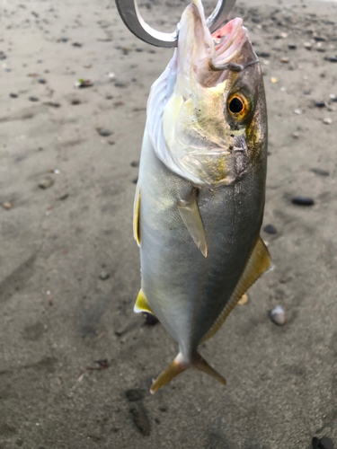 ワカシの釣果