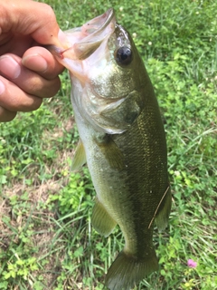 ラージマウスバスの釣果