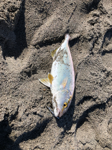 ショゴの釣果