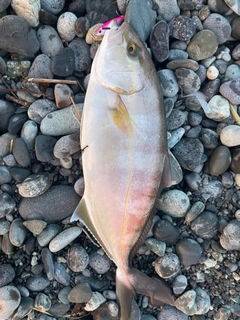 ショゴの釣果