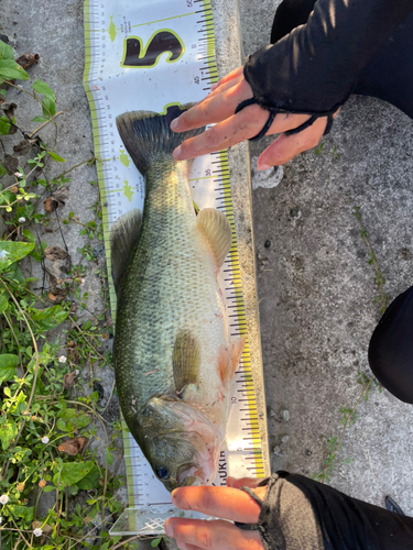 ブラックバスの釣果