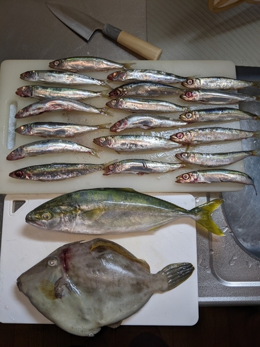 ウルメイワシの釣果