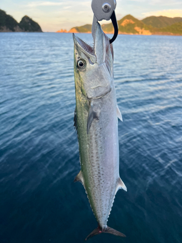 サゴシの釣果