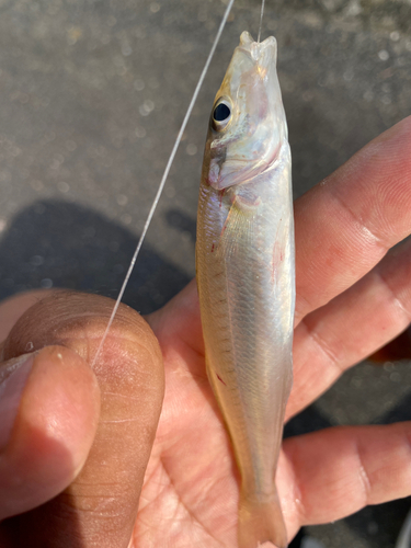 キスの釣果