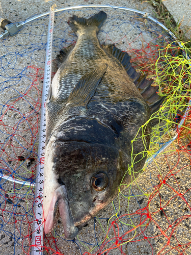 クロダイの釣果