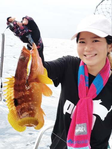 アコウの釣果