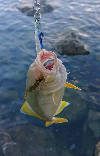 ネリゴの釣果