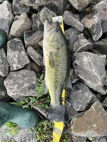 ブラックバスの釣果