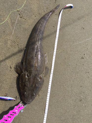 マゴチの釣果