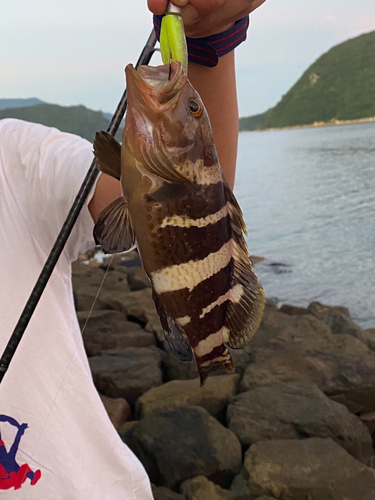 アオナの釣果