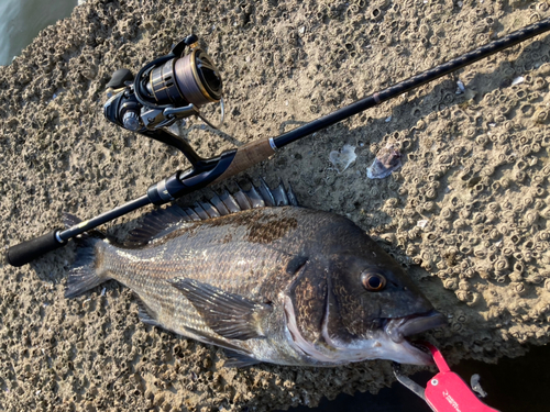 チヌの釣果