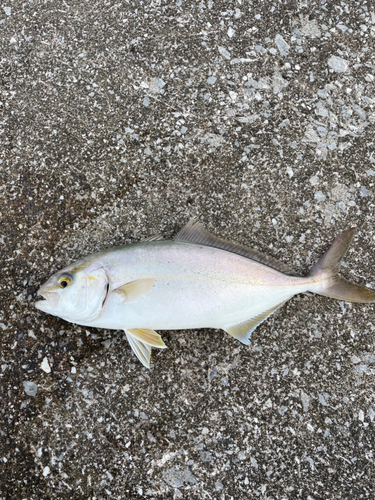 ショゴの釣果