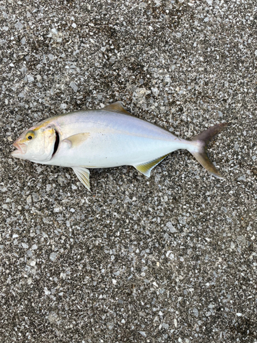 ショゴの釣果