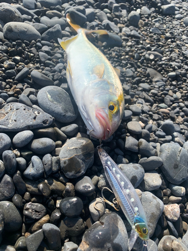 ショゴの釣果