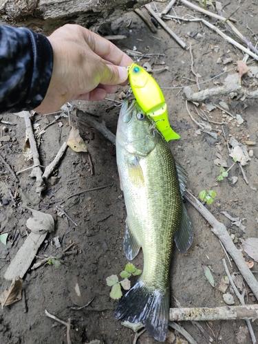 ブラックバスの釣果