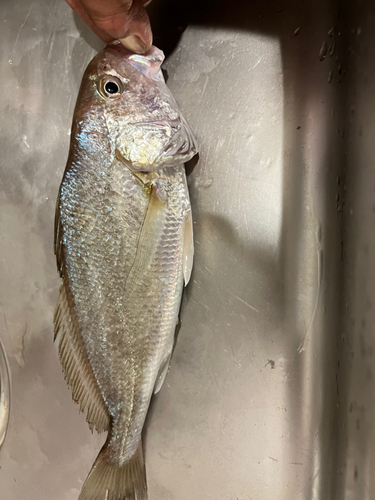 イシモチの釣果