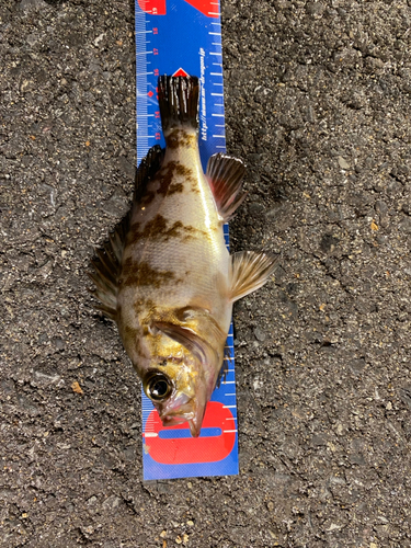 メバルの釣果