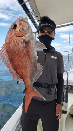 マダイの釣果