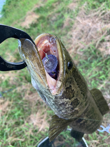 ライギョの釣果