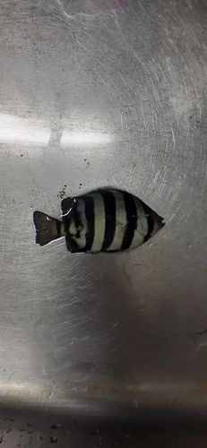 イシダイの釣果