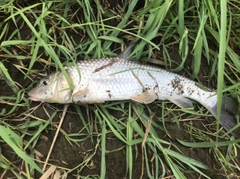 ニゴイの釣果
