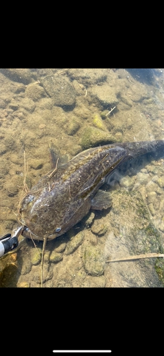 ナマズの釣果