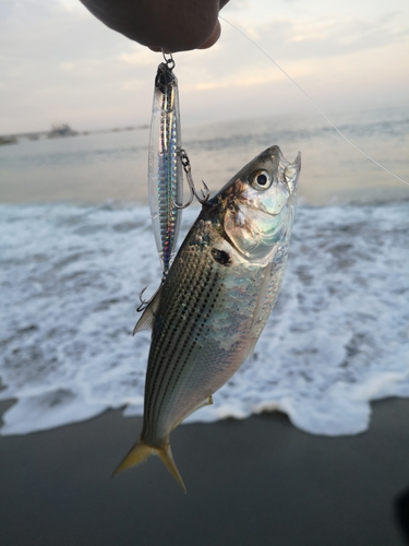 コノシロの釣果