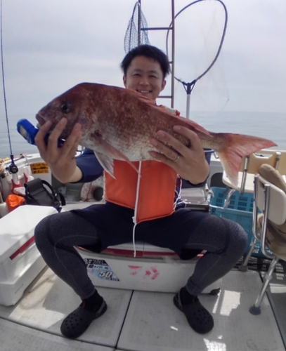 マダイの釣果