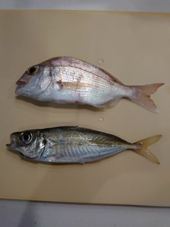 タイの釣果