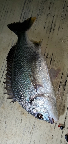 キビレの釣果